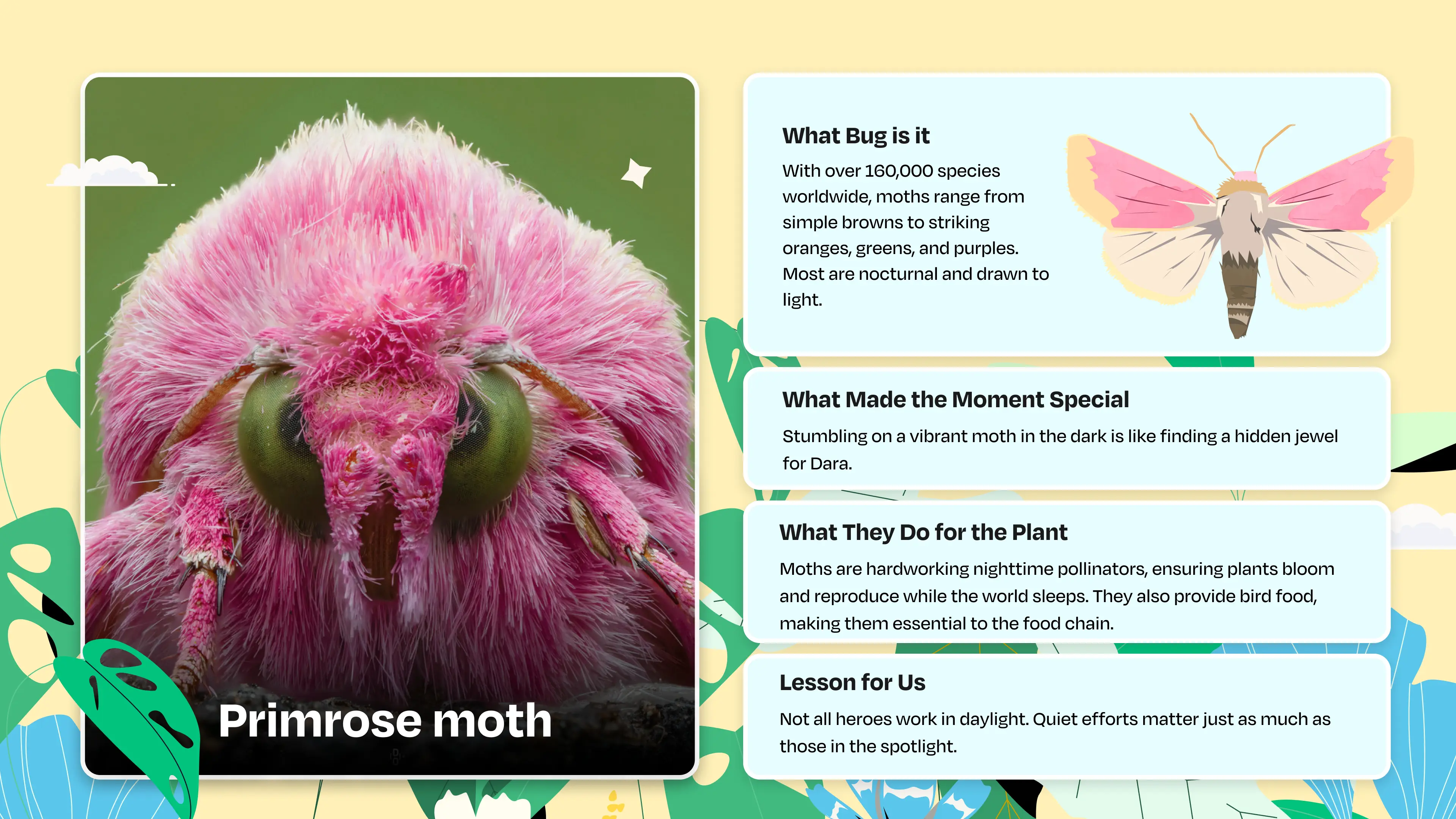 Moth