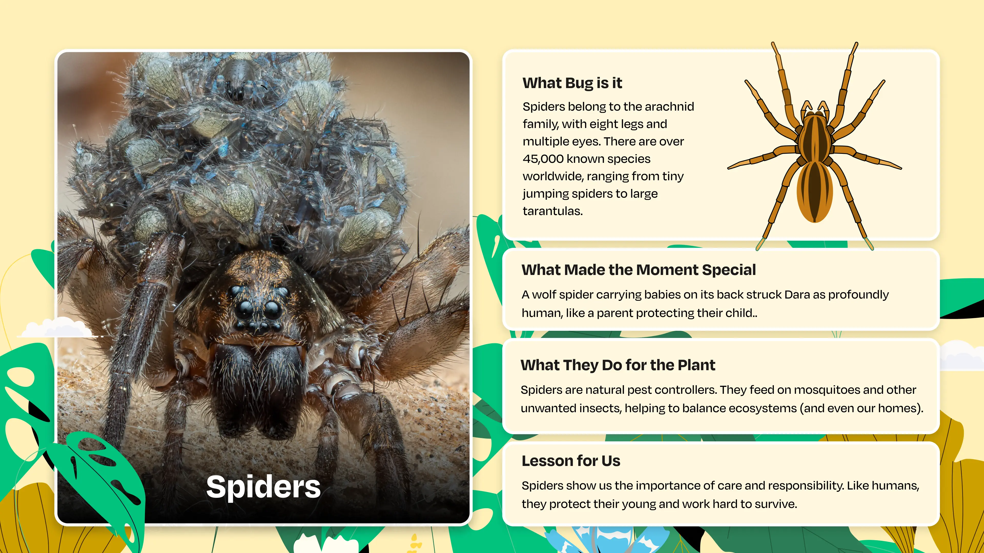 Spiders