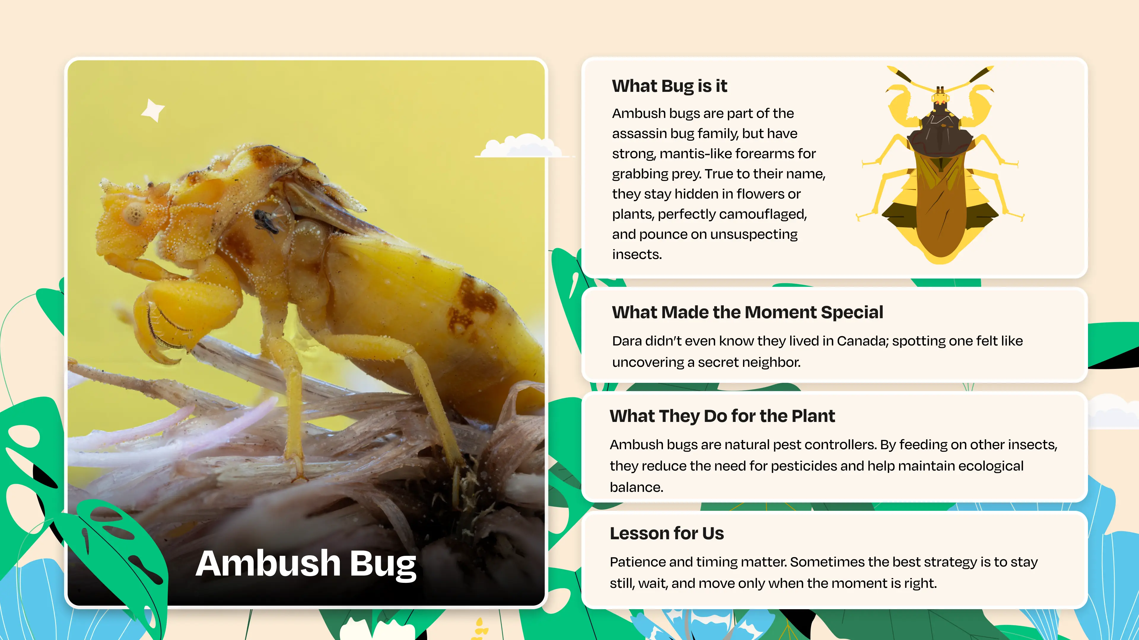Ambush bugs